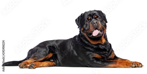 Rottweiler Dog Isolated on White Background in studio