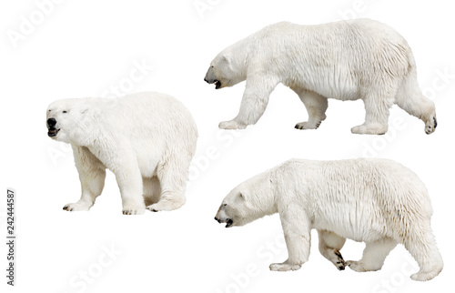 three isolated polar bears