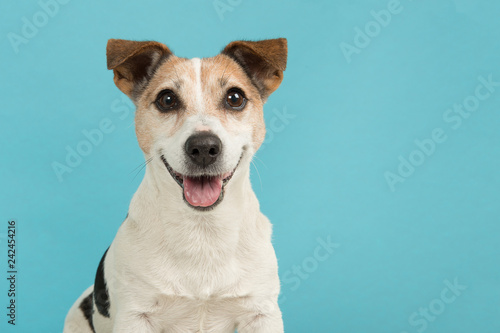 Portrait of a cute smiling Jack Russell terrier dog seen from the front on a blue background