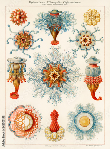 Hydromedusen, Röhrenquallen Siphonophoren, Tube Jellyfish, 1905, Haeckel 1834 – 1919