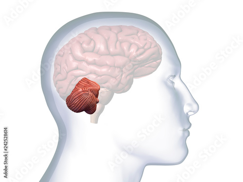 Profile of Man with Cerebellum Highlighted in Brain on White