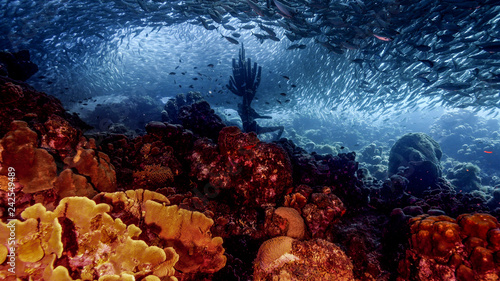 Seascape of coral reef in Caribbean Sea around Curacao at dive site Playa Grandi with neptune statue, baitball, various coral and sponge