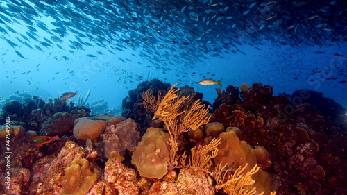 Seascape of coral reef in Caribbean Sea around Curacao at dive site Playa Grandi with baitball, various coral and sponge