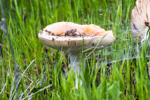 Large mushroom on a grass field, California