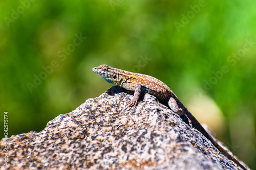 Side view of Western Side-blotched Lizard (Uta stansburiana elegans) sitting on a rock on a sunny day; blurred green background; Mt Wilson, Los Angeles county, California