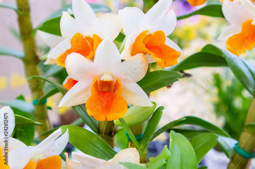 White and orange color Dendrobium orchid flowers in the garden