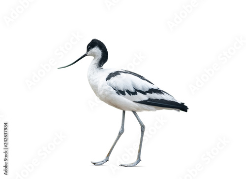 Avocet bird isolated on white