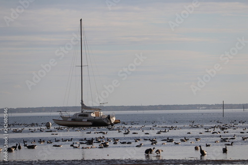 Bateau sur le bassin d'arcachon 