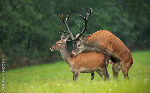 Copulating red deer, cervus elaphus, couple. Mating wild animals in wilderness. Sexual behaviour of deer in nature. Wildlife scenery in autumn during rutting season.