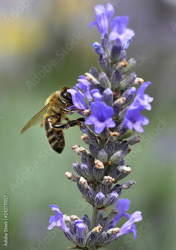 bee on lavander flower