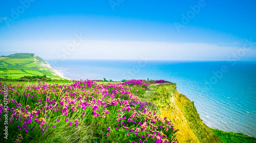 English holiday hilly countryside with purple flowers by English Channel / Sea. Golden Cap on jurassic coast in Dorset, UK. Photo with selective focus.