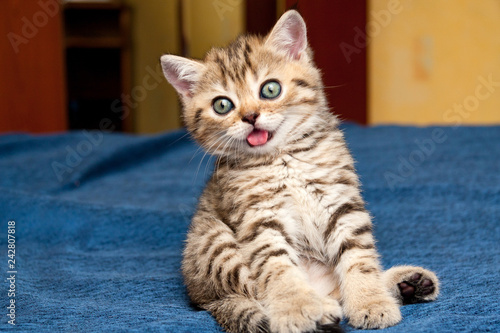 Little silly British kitten funny sitting on the couch with his tongue out of his mouth and looking at the camera