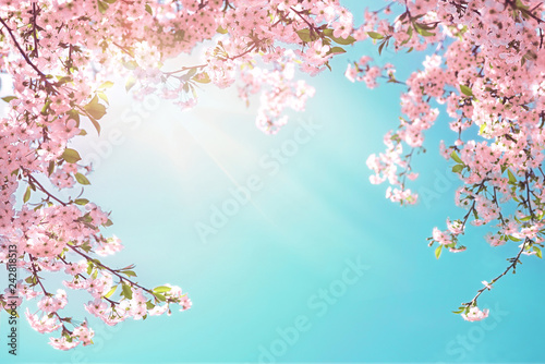 Frame of branches of blossoming cherry against background of blue sky and fluttering butterflies in spring on nature outdoors. Pink sakura flowers soft focus, dreamy romantic image of spring nature.