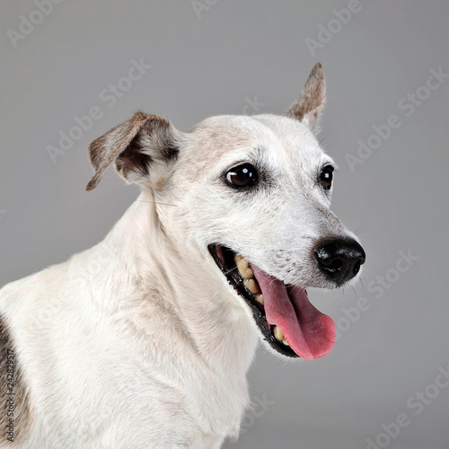 funny ears mixed breed dog portrait in gray studio