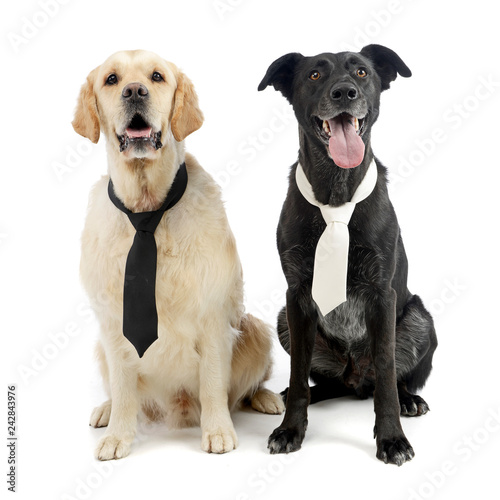 Studio shot of two adorable mixed breed dog wearing a tie