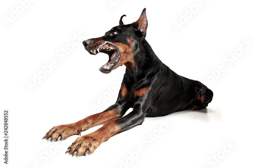 Doberman dog Isolated on white background in studio. The domestic pet concept