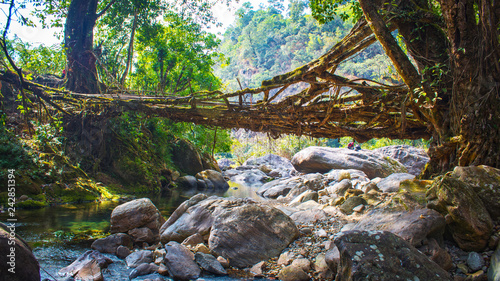 Living roots bridge in Meghalaya