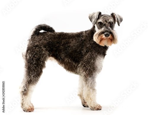 Studio shot of an adorable miniature schnauzer