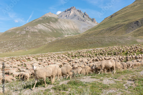 sheep in transhumance on the Alps