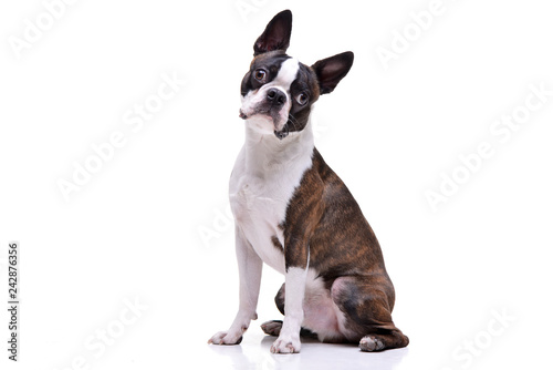 Studio shot of an adorable Boston Terrier