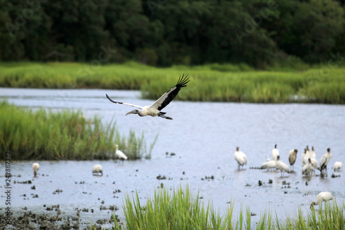 Beautiful wood stork flying over salt marsh full of oyster beds and birds in a shallow depth of field at Huntington Beach State Park. Litchfield, Myrtle Beach area, South Carolina, USA.