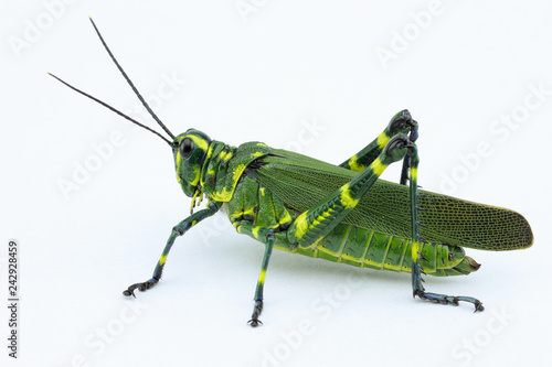 The soldier grasshopper or little Brazilian grasshopper (Chromacris speciosa), a species that represents the green and yellow, preponderant colors of the Brazilian flag.
