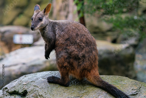 Brush tailed rock-wallaby or small eared rock wallaby Petrogale penicillata in NSW Australia