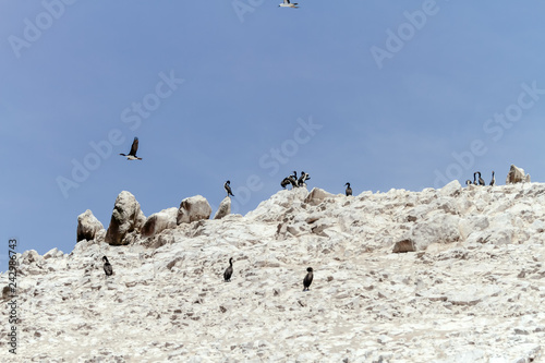 Guanay Cormorant birds on the guano in one of the Ballestas Islands (Paracas, Peru)