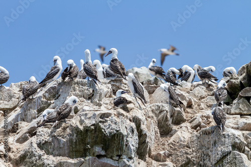 Peruvian Boobys birds on the guano in one of the Ballestas Islands (Paracas, Peru)