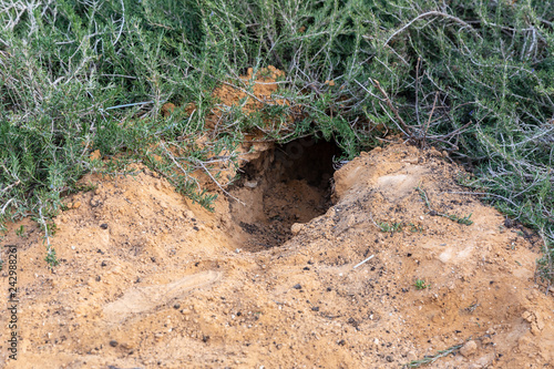 Foxy burrow