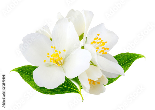 Jasmine flowers isolated on white background