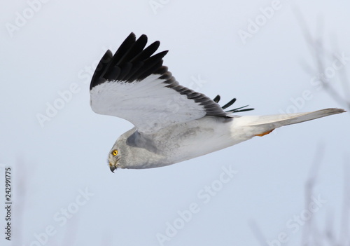 Hen harrier in flight, adult male (Circus cyaneus)