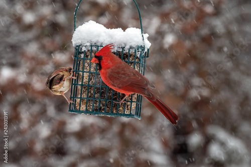 A male and female cardinal at the suet feeder on a snowy day in Missouri. Bokeh effect.