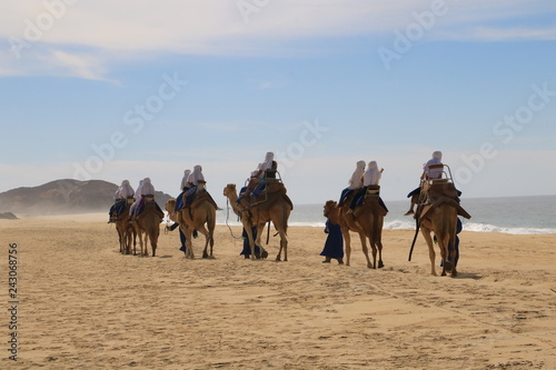 Tour de camellos en Los cabos, BCS, México