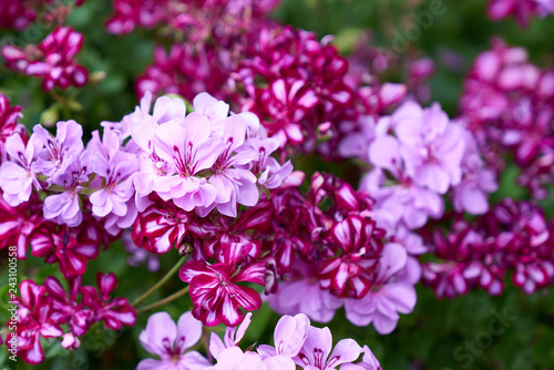 Closeup of mixed pink and purple geranium flowers