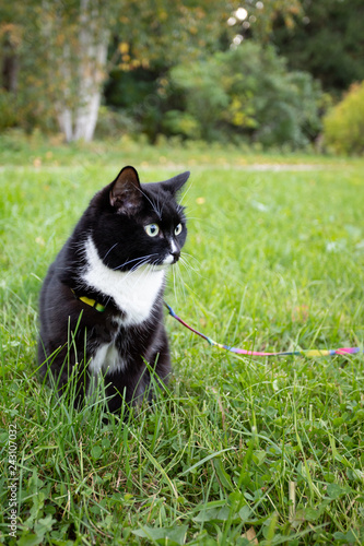 Black and white cat is sitting in grass and somewhere looking in park.