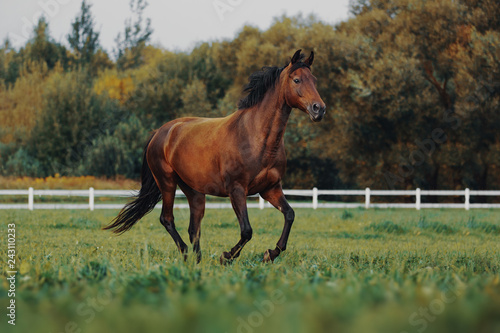 Bay horse galloping across the field