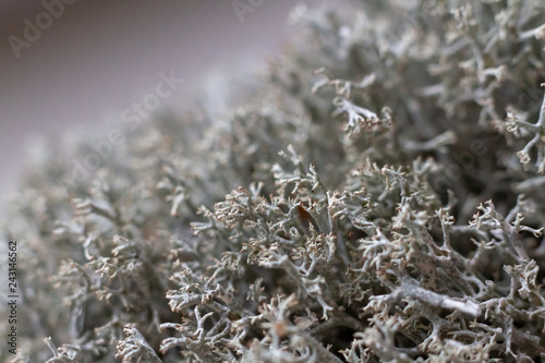 Macro shot. Dry gray forest moss. Selective focus. Lichen stabilized dried for landscape design moss close-up. Citraria medicinal healing Icelandic moss.