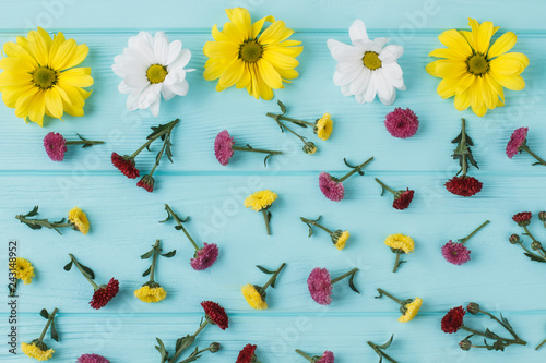 Chamomile and dahlila flowers scattered on blue wood. Flat lay, top view.