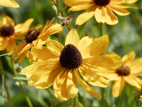 Rudbeckia hirta - Gros plan fleur de Rudbeckie hérissé ou rudbeckie tardive aux capitules jaune doré avec au centre une protubérance noir ou marron foncé