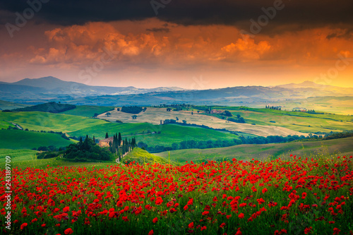 Beautiful red poppies blossom on meadows in Tuscany, Pienza, Italy