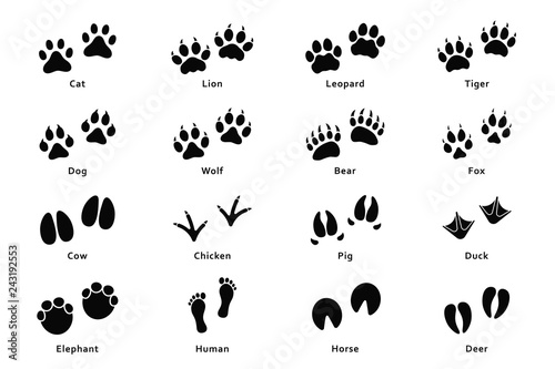 Animals footprints, paw prints. Set of different animals and birds footprints and traces. Cat, lion, tiger, bear, dog, cow, pig, chicken, elephant, horse etc