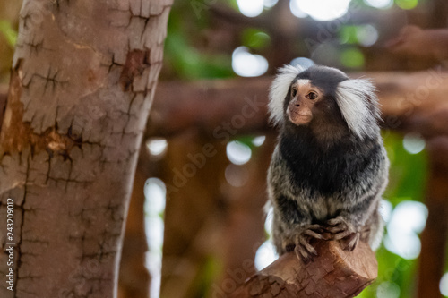 Petit singe ouistiti à pinceaux blancs