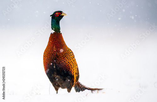 Ringneck Pheasant (Phasianus colchicus)