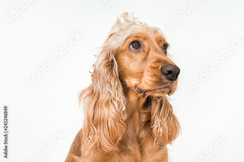 English cocker spaniel dog isolated on white