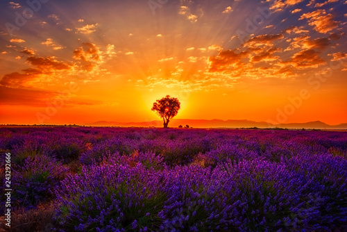 Lavender field with single tree, amazing landscape, sunset glow in fiery color cloudy sky, natural summer travel background, Provence, France