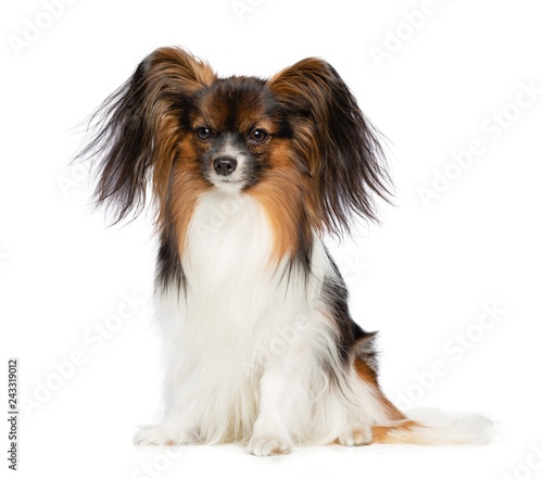 Continental toy spaniel, papillon Dog Isolated on White Background in studio