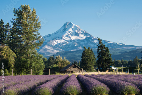 Lavender flower field near Mt. Hood in Oregon, with an abandoned barn.