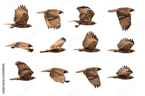Hawk in flight in various positions isolated on white background