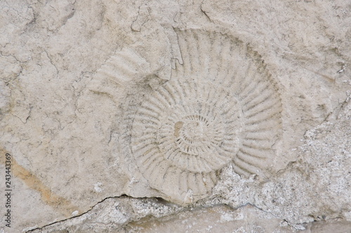 Ammonite prehistoric fossil on a stone